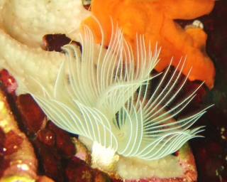  La fauna del valle del mero 